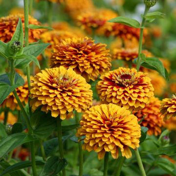 Zínia elegans Macarenia em sementes