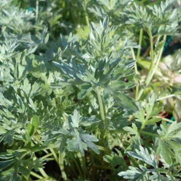 Absinto Bio - Artemisia absinthium
