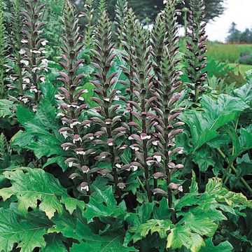 Acanthus mollis