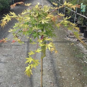 Ácer-do-japão Cascade Gold - Acer palmatum