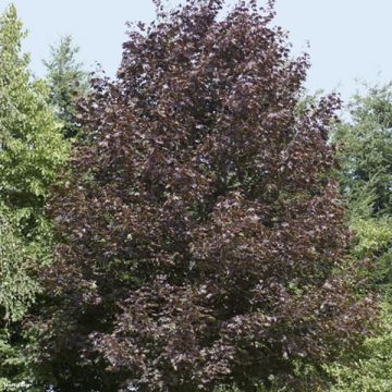 Bordo-da-noruega Crimson King - Acer platanoides