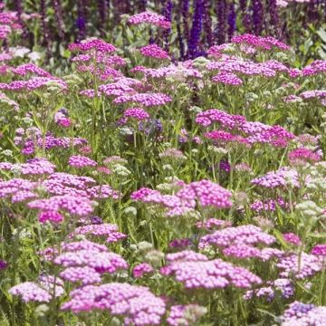 Achillea millefolium Lilac Beauty