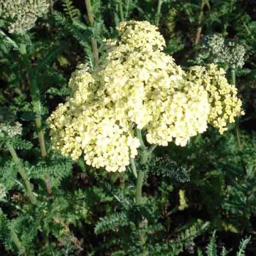 Achillea millefolium Hella Glashoff