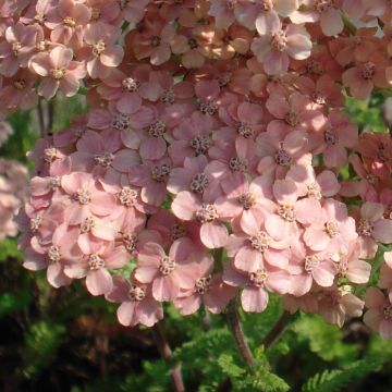 Achillea millefolium Salmon Beauty