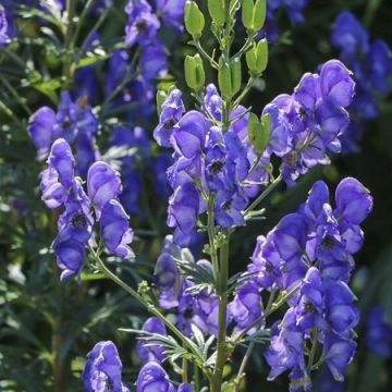 Aconitum × cammarum Blue Lagoon