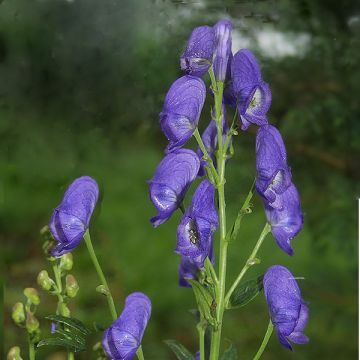 Aconitum carmichaelii Arendsii