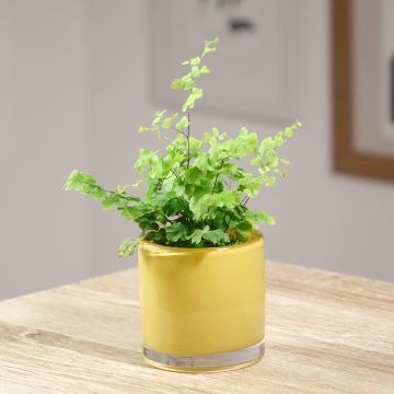 Adiantum raddianum Fritz Lüthi - Avenca