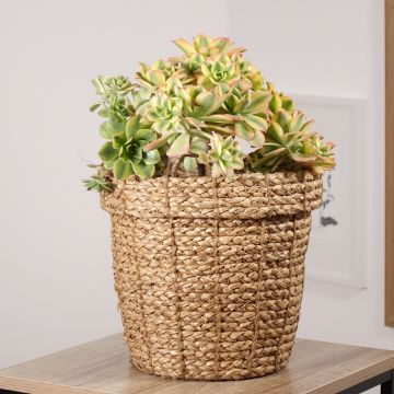 Aeonium haworthii Floresens