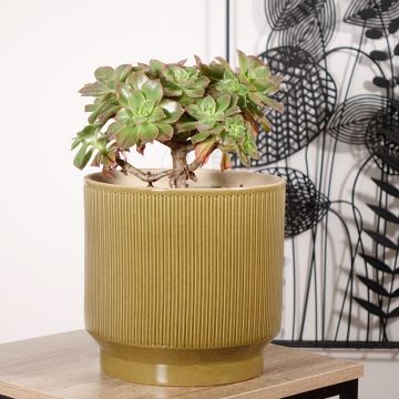 Aeonium leucoblepharum Yemen