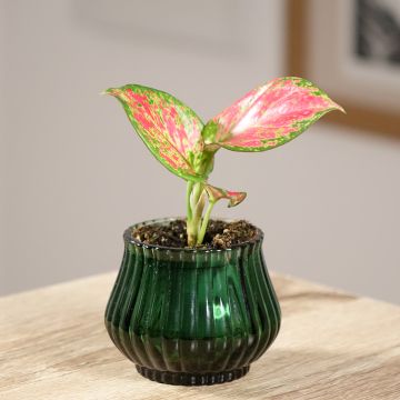 Aglaonema commutatum Red Valentine