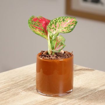 Aglaonema commutatum Red Zircon