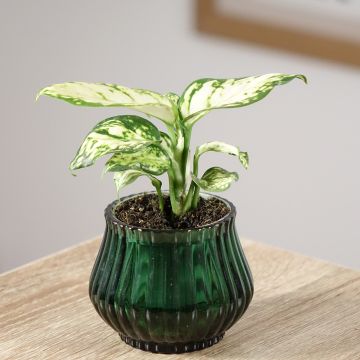 Aglaonema commutatum Snowflake