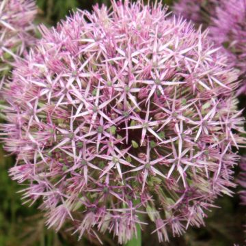 Allium Universe em sementes