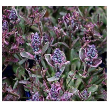 Ajuga tenorii Dixie Chip