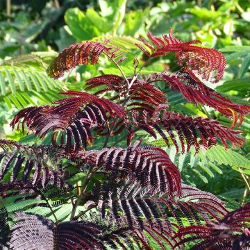Albizia julibrissin Summer Chocolate
