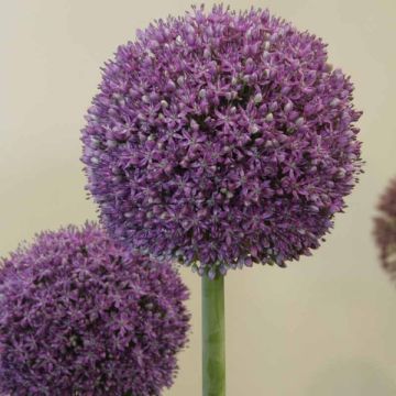 Allium Ambassador