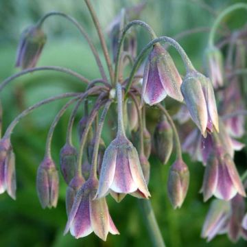 Allium siculum subsp. dioscoridis