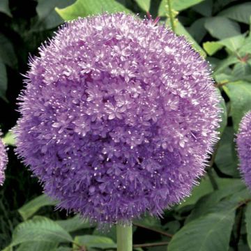 Allium giganteum