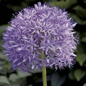 Allium Globemaster em sementes