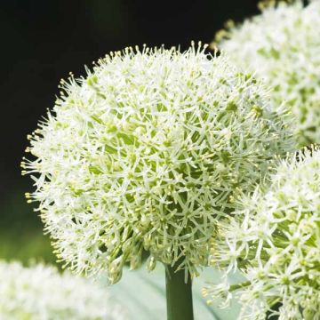 Allium karataviense Ivory Queen