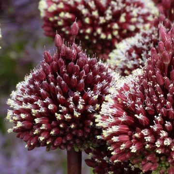 Allium Red Mohican
