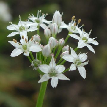 Allium tuberosum