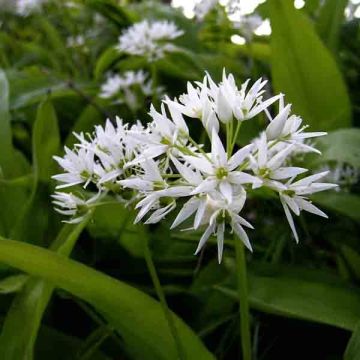 Allium ursinum bolbo