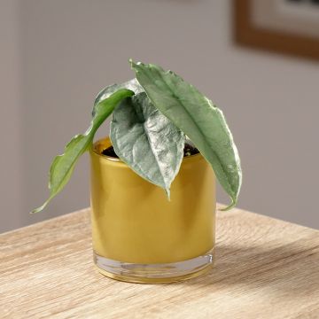 Alocasia heterophylla Dragon's Breath