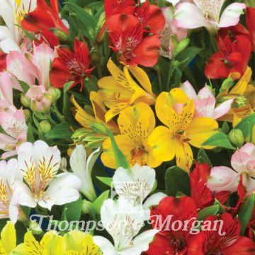 Alstroemeria Ligtu Hybrids em sementes