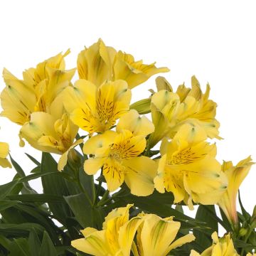 Alstroeméria Inticancha Sun Havana