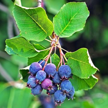 Amelanchier alnifolia Saskatoon Berry - Amora-de-saskatoon