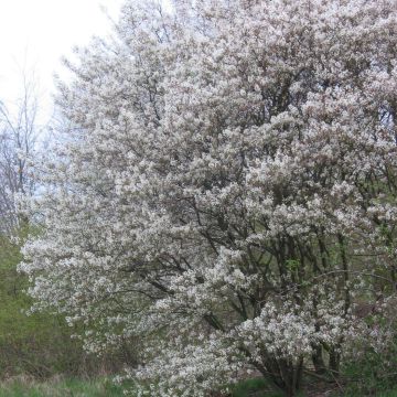 Amelanchier lamarckii