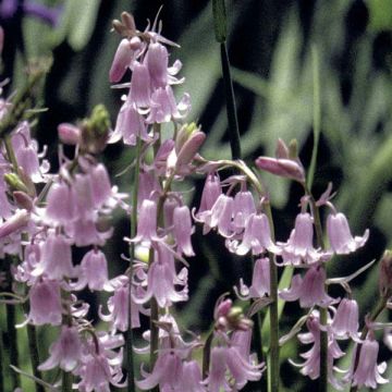 Jacinto-dos-bosques Rosa - Hyacinthoides hispanica