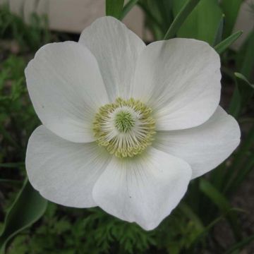 Anemone coronaria The Bride