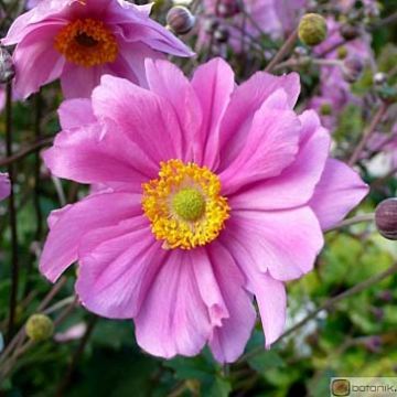 Anémona-do-japão Serenade - Anemone × hybrida