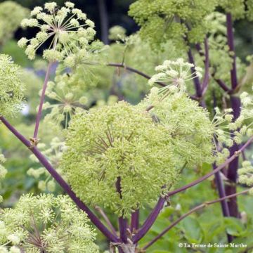 Angélica officinalis - Ferme de Sainte Marthe Bio