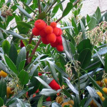 Medronheiro - Arbutus unedo