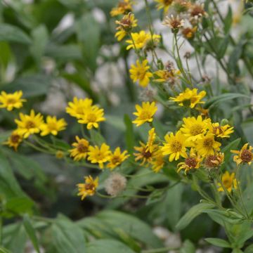 Arnica montana sementes