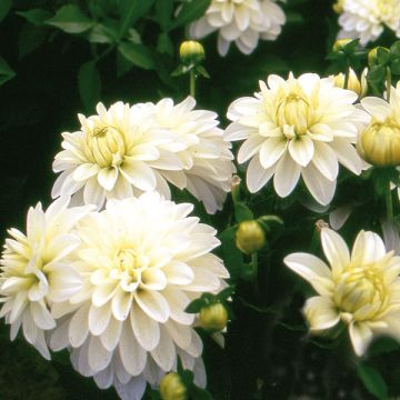 Dália anã Gallery Art Fair