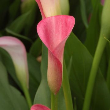 Zantedeschia rehmannii