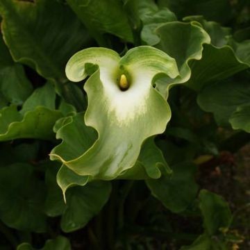Zantedeschia aethiopica Green Goddess