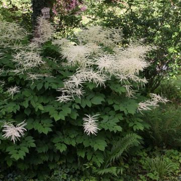 Aruncus dioicus sylvestris