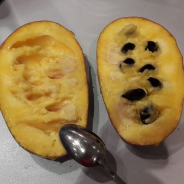 Pawpaw Mango Pawpaw Mango