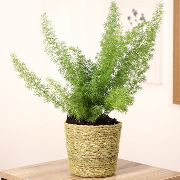 Asparagus densiflorus var. meyeri