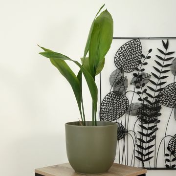 Aspidistra elatior