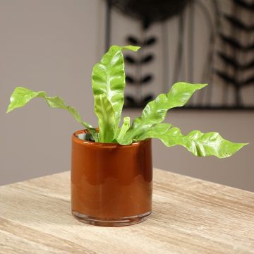 Asplenium nidus Crispy Wave - Feto-Ninho-de-Pássaro