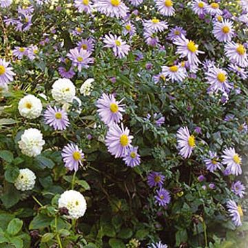 Aster ericoides Herfstweelde - Áster de outono