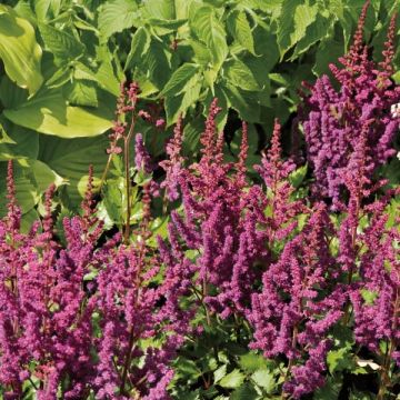 Astilbe chinensis Purpurkerze