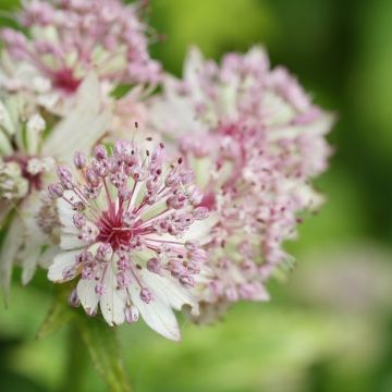 Astrância-maior Sunningdale Variegated - Astrantia major