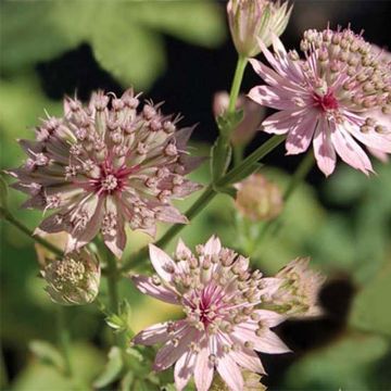 Astrância-maior Primadonna - Astrantia major